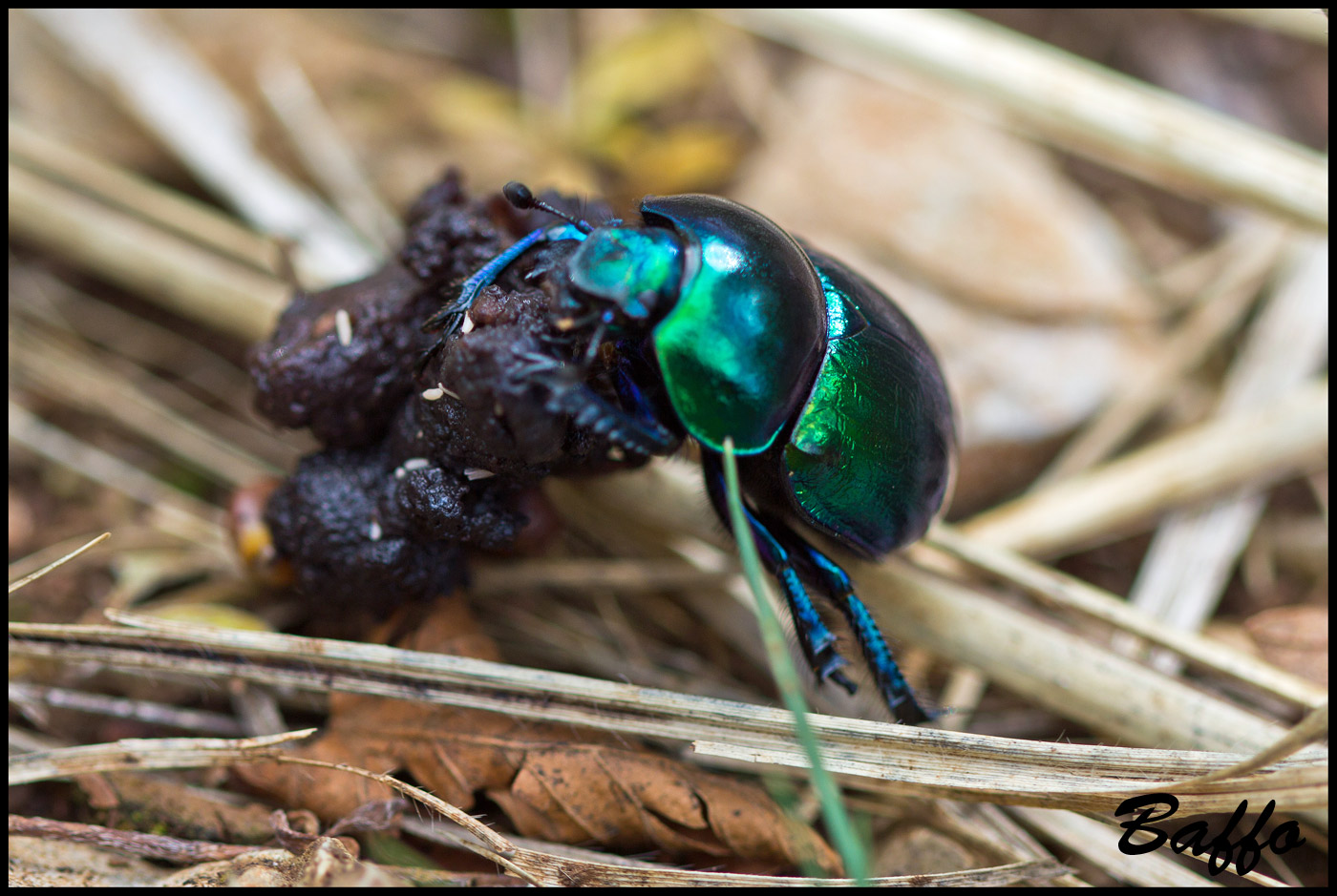 Scarabeo stercoraro? Probabile Trypocopris vernalis